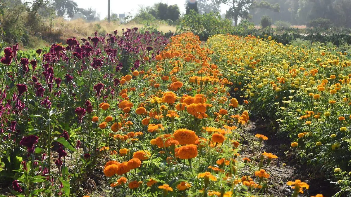 CEMPASÚCHIL LA FLOR DE LOS MUERTOS 2